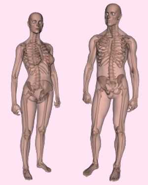 skeletons